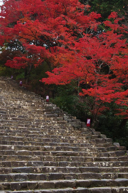 鮮やかな、秋。(神護寺・石段~本堂編)_f0155048_23324569.jpg