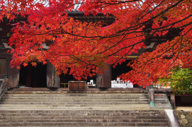 鮮やかな、秋。(神護寺・石段~本堂編)_f0155048_23334460.jpg