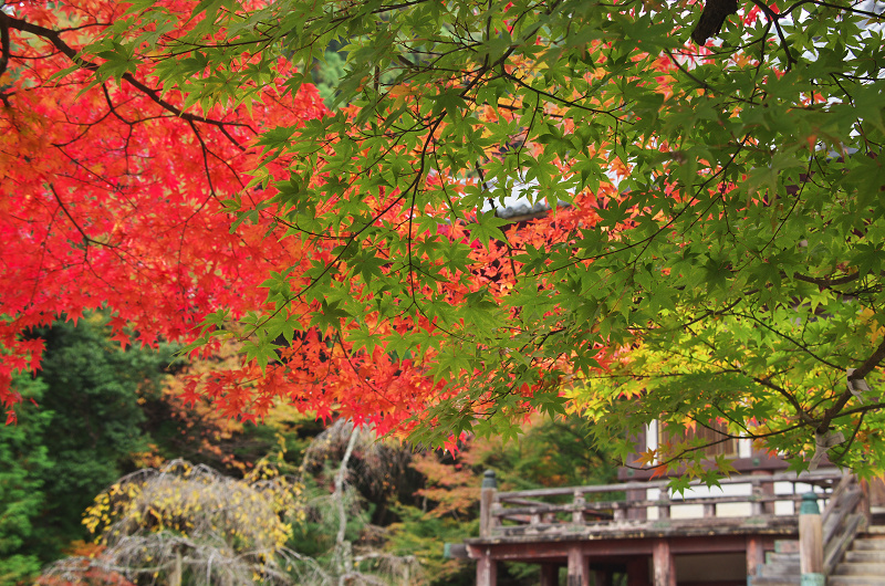 鮮やかな、秋。(神護寺・石段~本堂編)_f0155048_23335686.jpg