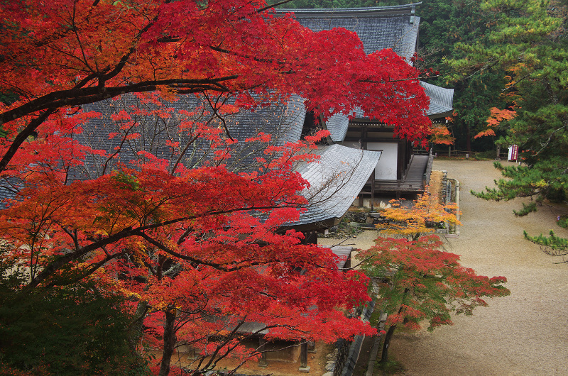 鮮やかな、秋。(神護寺・石段~本堂編)_f0155048_2333947.jpg