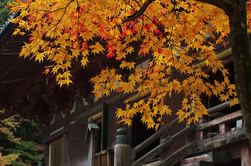鮮やかな、秋。(神護寺・石段~本堂編)_f0155048_23345946.jpg