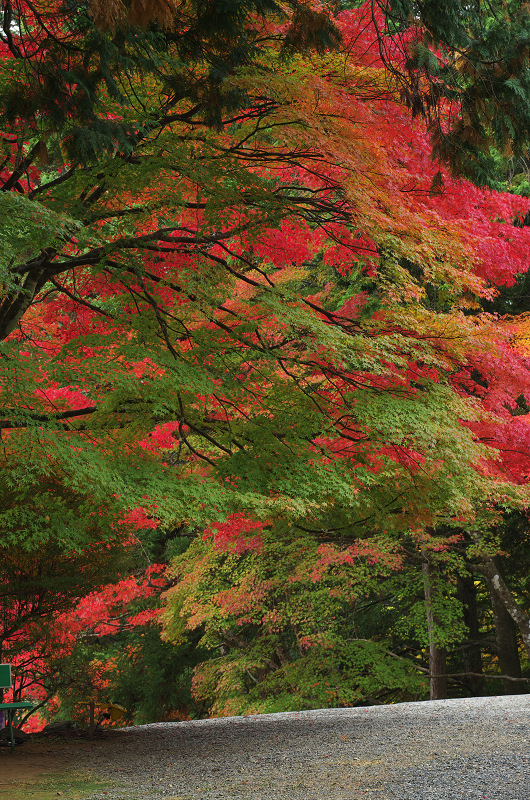 鮮やかな、秋。(神護寺・石段~本堂編)_f0155048_23365333.jpg