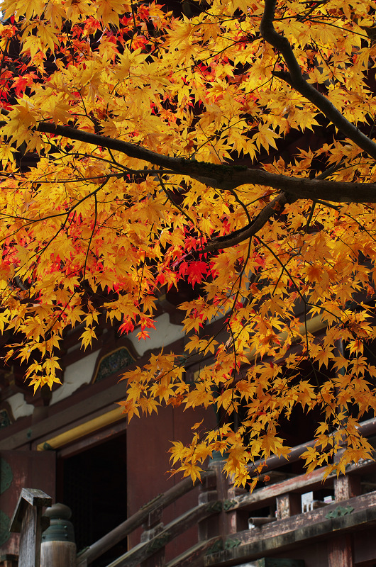 鮮やかな、秋。(神護寺・石段~本堂編)_f0155048_2337199.jpg
