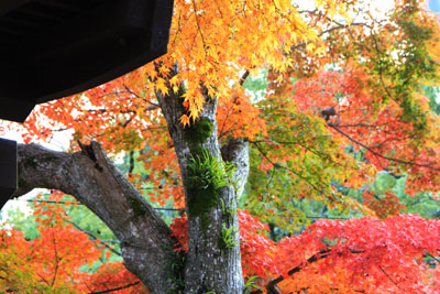 紅葉谷公園（岩国市）の紅葉_d0163550_2347377.jpg