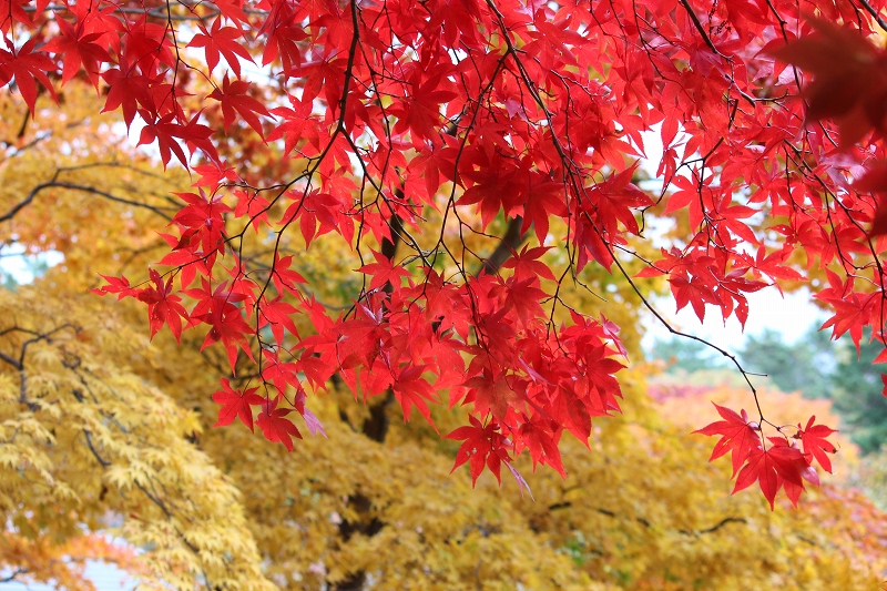 11月11日　函館の紅葉　香雪園にて　　_b0250154_2049025.jpg