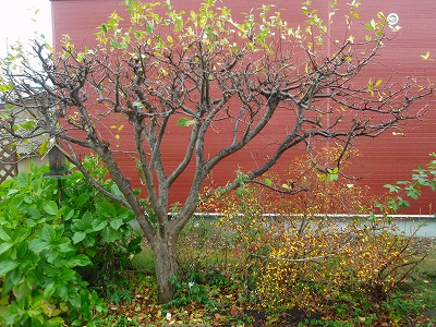 e0004756_2025182.jpg