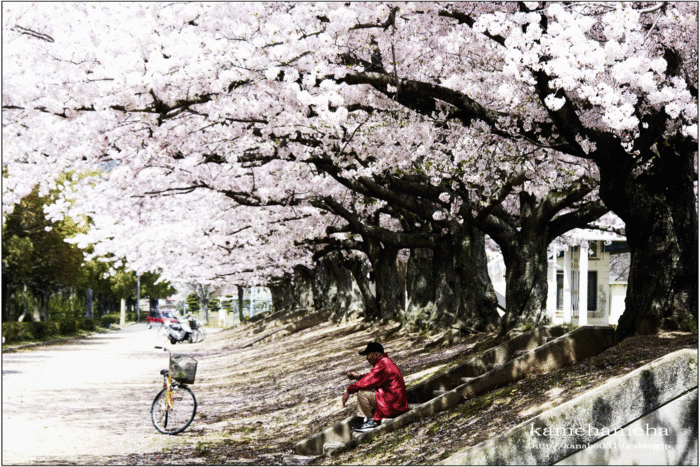 2012/04/15　　「桜　　南緑地公園にて」_b0277257_22222347.gif