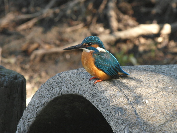 f0208666_1015416.jpg