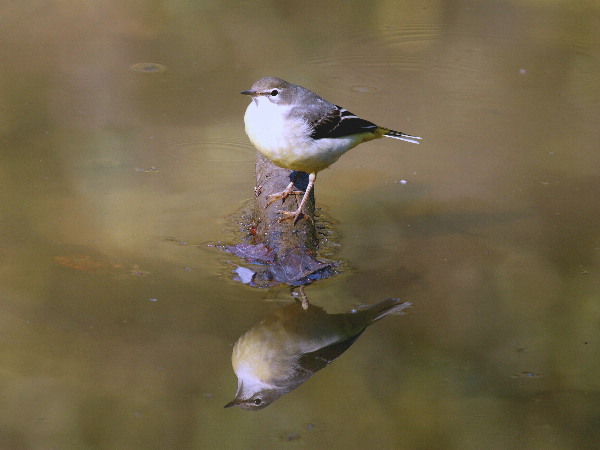 f0208666_952920.jpg
