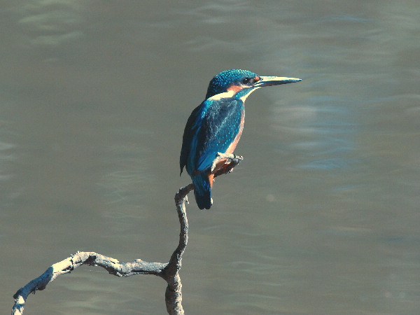 f0208666_9571774.jpg