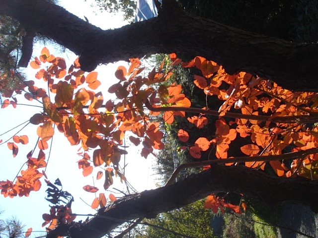 身近な紅葉_e0019167_23171763.jpg