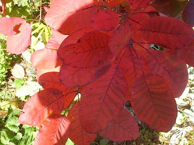 身近な紅葉_e0019167_2339228.jpg