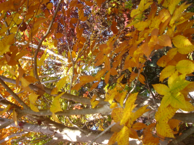 身近な紅葉_e0019167_23405089.jpg