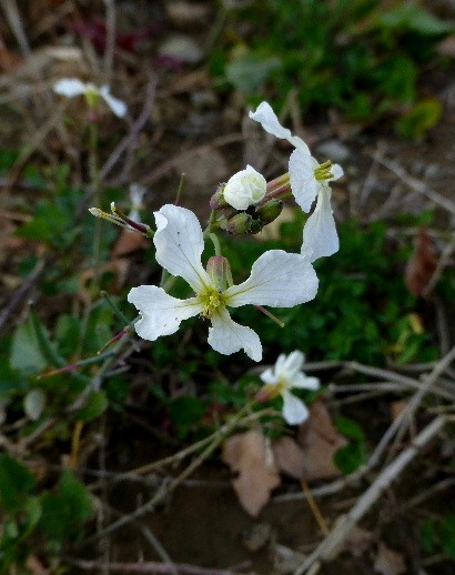 晩秋の北大キャンパス・野の花とトンボ_d0084473_22205179.jpg