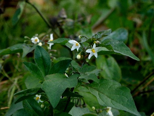 晩秋の北大キャンパス・野の花とトンボ_d0084473_2220585.jpg