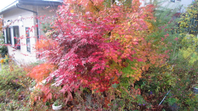 フェイスブックのカバー写真用に自宅の紅葉を撮りました。_d0159273_844626.jpg