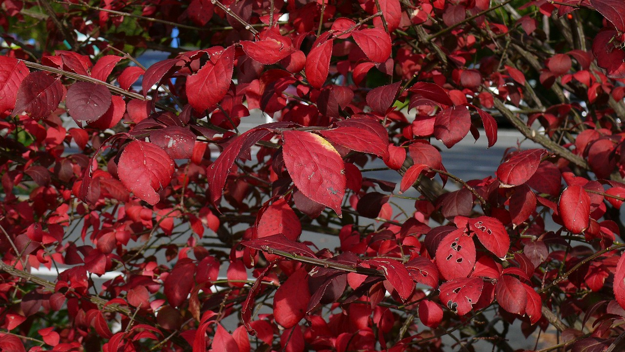 a0185081_17292234.jpg