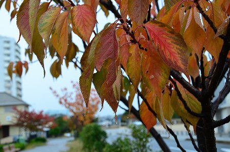 狭山池の紅葉_c0229483_211638100.jpg