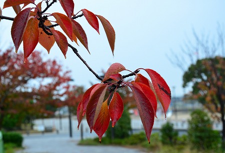 狭山池の紅葉_c0229483_2116478.jpg