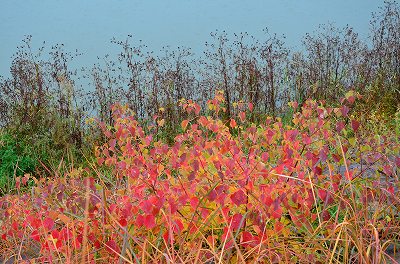 狭山池の紅葉_c0229483_21232157.jpg