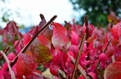 狭山池の紅葉_c0229483_21243486.jpg