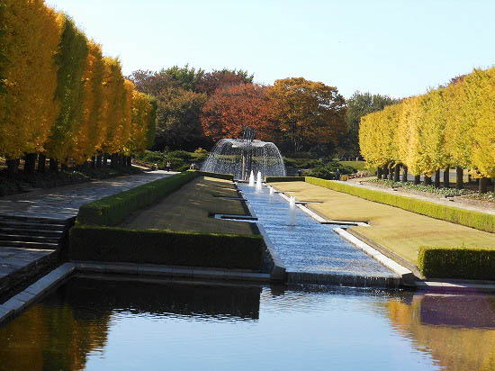 昭和記念公園の銀杏並木_f0030085_21294557.jpg