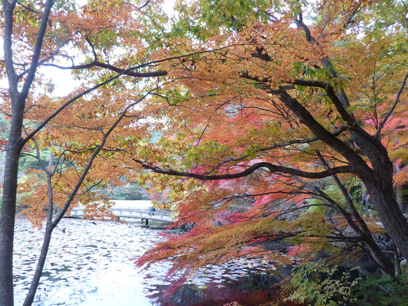 神戸森林植物園　紅葉が見ごろ_f0222687_21203782.jpg