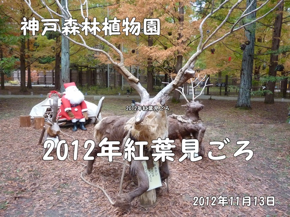 神戸森林植物園　紅葉が見ごろ_f0222687_2121402.jpg