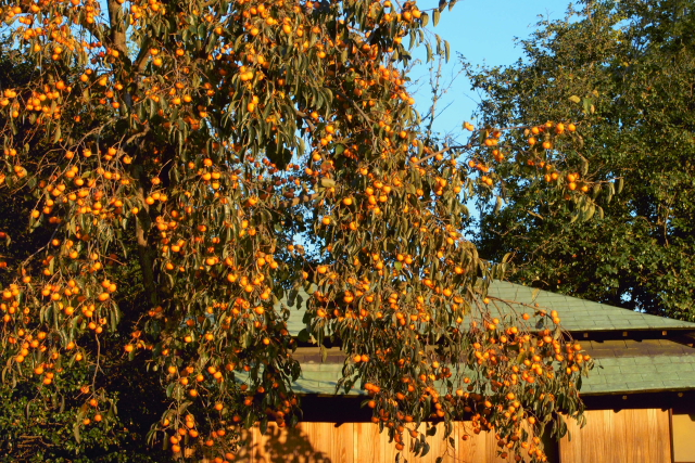 a0233991_22254347.jpg