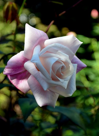 d0099791_1044467.jpg