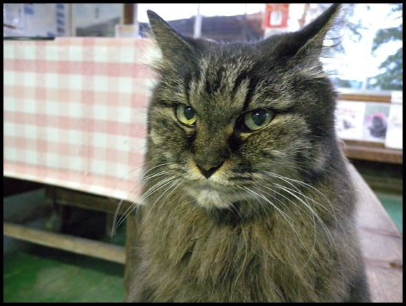 ボス君!改名~!猫おやじ!アハハハーー。_d0060693_19301687.jpg