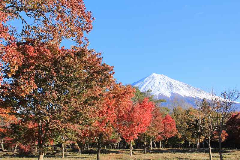 富士山さくらの里②_a0188405_9435869.jpg