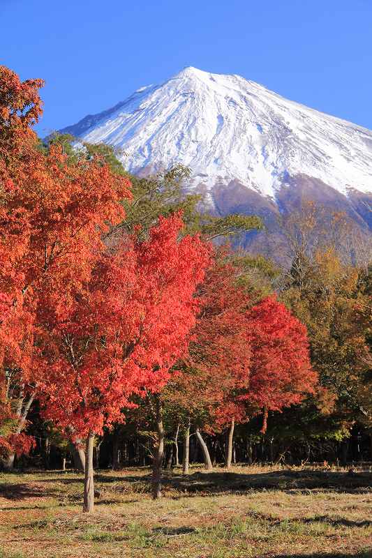 富士山さくらの里②_a0188405_9444952.jpg