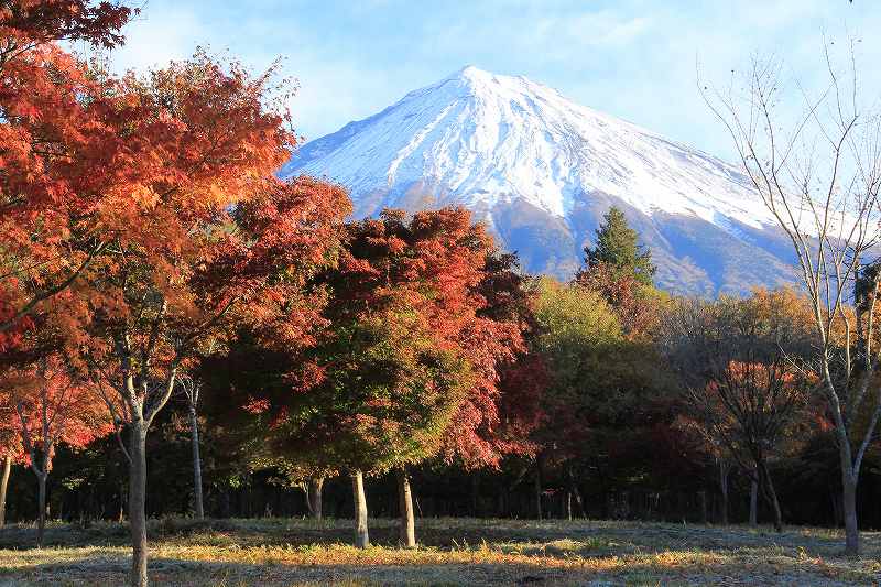 富士山さくらの里②_a0188405_944689.jpg