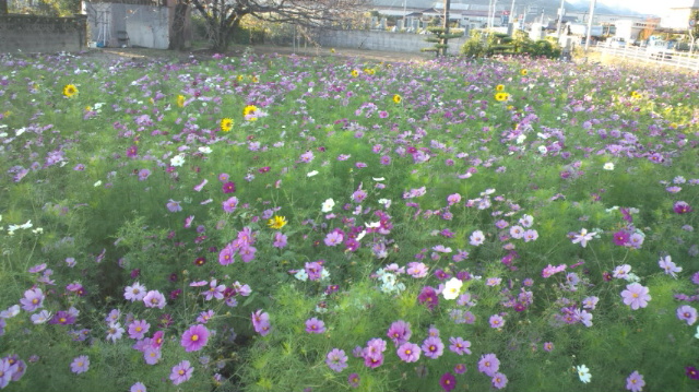 愛媛県瀬戸内の海・と平地も終日穏やか…2012・11・16_f0231709_2114738.jpg