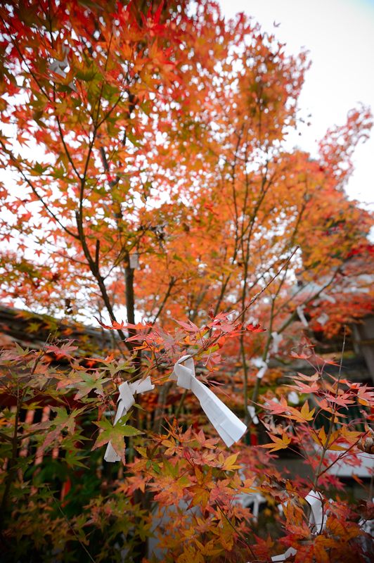 2012京都の紅葉・鍬山神社　其の二_f0032011_19425256.jpg