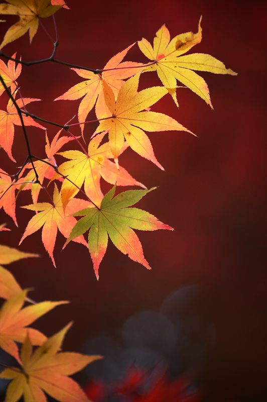 2012京都の紅葉・鍬山神社　其の二_f0032011_19442535.jpg