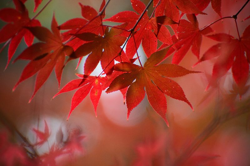 2012京都の紅葉・鍬山神社　其の二_f0032011_19454853.jpg