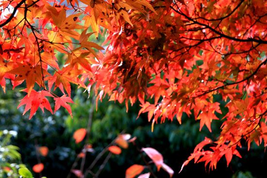 紅葉だより18 光悦寺_e0048413_2355636.jpg