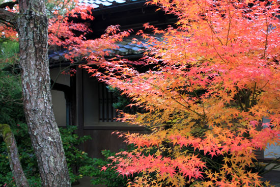 紅葉だより18 光悦寺_e0048413_236195.jpg
