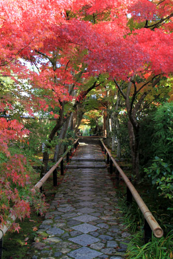 紅葉だより18 光悦寺_e0048413_2363257.jpg