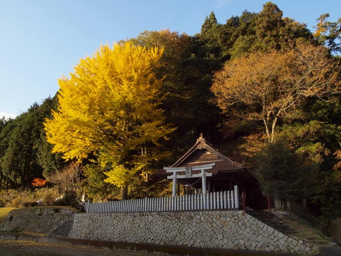 白川神社のイチョウ_c0116915_0184118.jpg