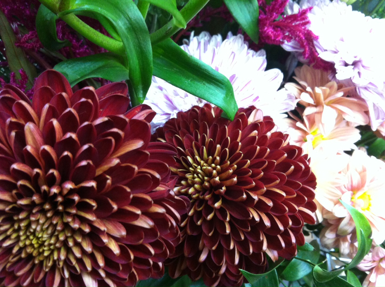 今週のお花とセール情報_a0200423_353484.jpg