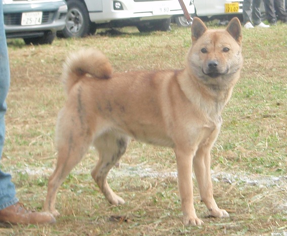 北奥羽支部展その2 北海道犬記 秀優荘