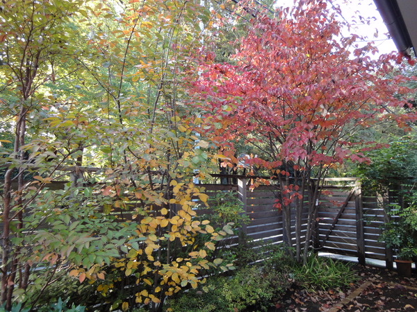 c0178231_14334529.jpg