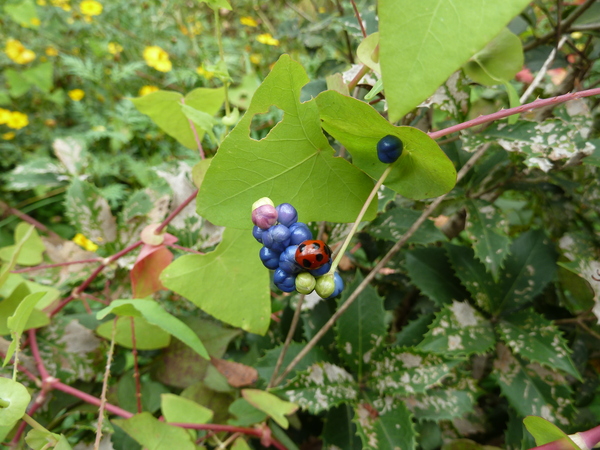 c0178231_14482032.jpg