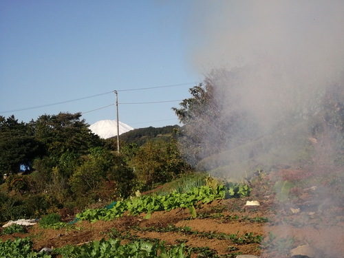 富士山に見守られ....玉ねぎ.植え付け!_b0137932_22432043.jpg