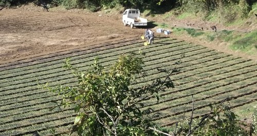 富士山に見守られ....玉ねぎ.植え付け!_b0137932_22563972.jpg