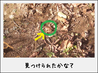 c0259934_16252338.png