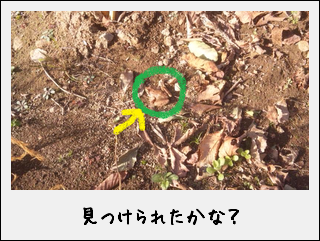 野田村　ほうれん草体験_c0259934_16252338.png